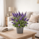 Buddleja Candy violet Ø17 cm hauteur 45 cm en situation
