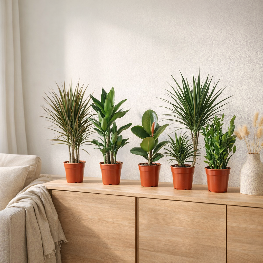 Lot de 5 plantes Green Mix Miquel Ø17 cm hauteur 55-75 cm en situation