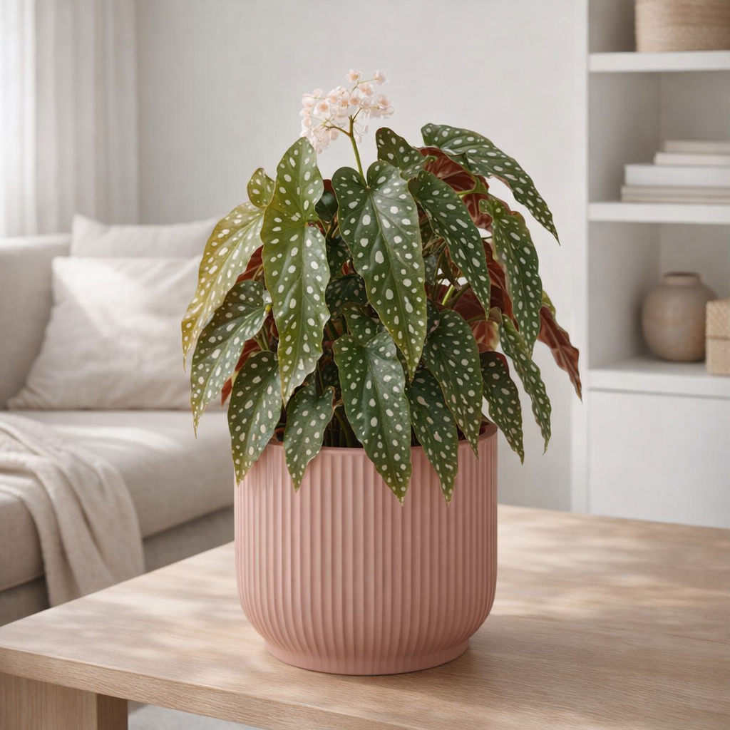 Begonia Maculata en pot pliant en plastique rose en situation