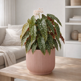 Begonia Maculata en pot pliant en plastique rose en situation