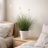 Pennisetum alopecuroides «Little Hameln» - Ø23cm - ↕70cm en situation