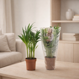 Dypsis Lutescens - Ø12cm - ↕40cm en situation