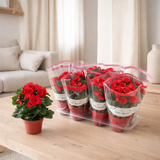 Baladin Baladin P12 Dolc'amore® - Ø12cm - ↕28cm en situation