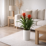 Guzmania Amoretto blanc - Ø13 cm - ↕55 cm en situation