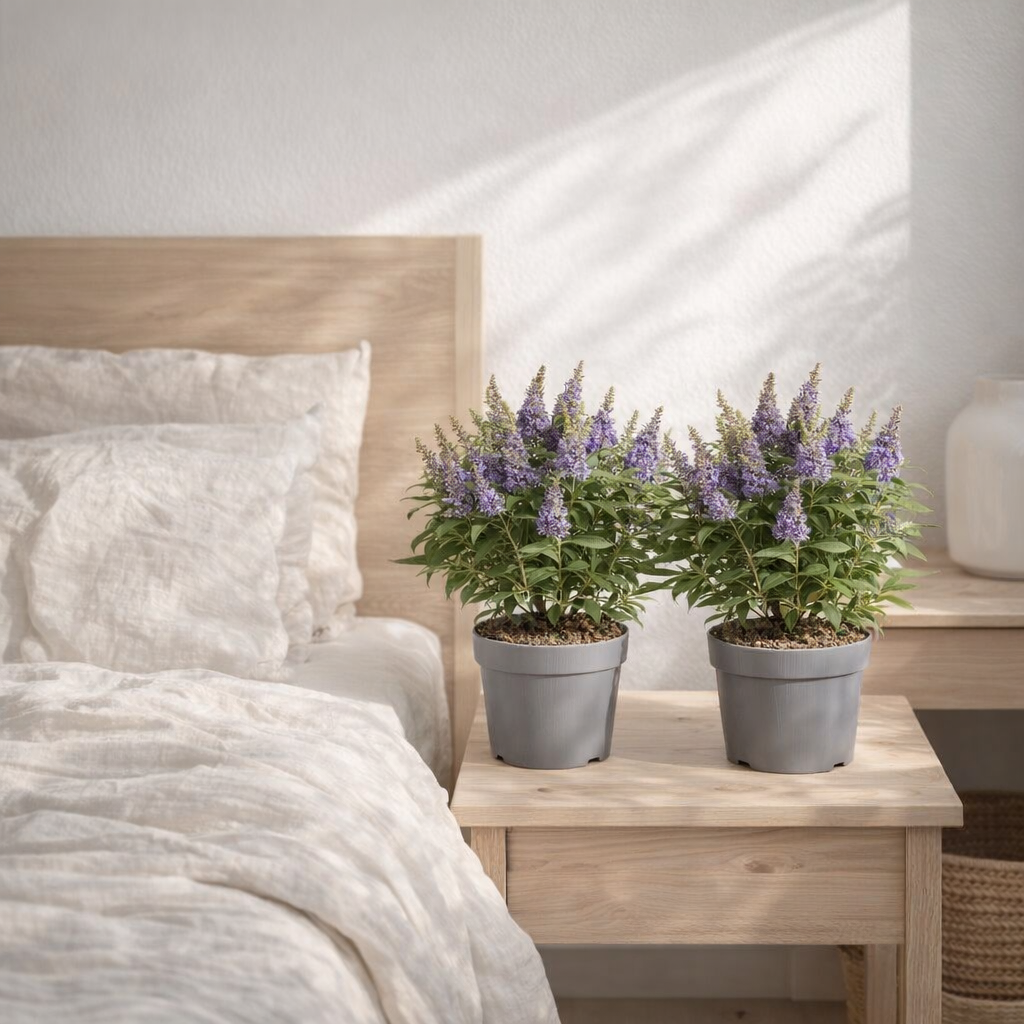 Lot de 2 plantes Buddleja Candy Little lilas 17 cm x 40 cm en situation