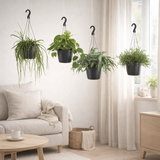 Séneçon de Rowley retombant - 4 pièces - Ø17 cm - ↕30-50 cm en situation