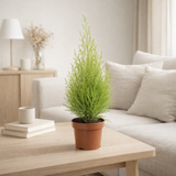 Cupressus Goldcrest Wilma 12 cm en situation