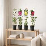 Mixshelf Rosa + Light Label - Ø17cm - ↕75cm en situation