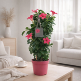 Mandevilla Sundaville rose Ø17 cm en situation