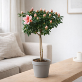 Azalea OP Stam 'Mme. Gerard Kint '13cm - Ø13cm - ↕40cm en situation