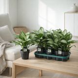 Aglaonema Mary Christina (Handsome) - Ø14cm - ↕40cm en situation