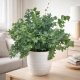 Phlebodium davana Ø12 cm avec pot en situation
