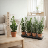Zamioculcas 14cm - Ø14cm - ↕65cm en situation