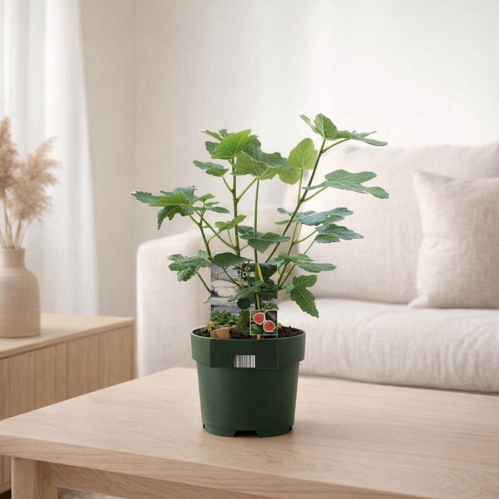 Ficus Carica Bornholm - Ø19cm - ↕50cm en situation