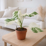 Monstera Delicious variegata blanche en pot 15 cm en situation