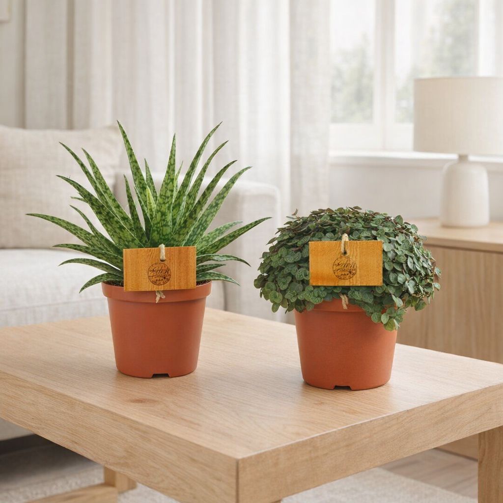 Lot de 2 aloe spider et 2 callisia turtle Ø10,5 cm en situation