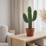 Opuntia rouge - Ø14 cm - ↕43 cm en situation
