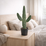 Opuntia consolea (Hydro) - Ø13cm - ↕55cm en situation