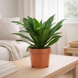 Dracaena compacta 12cm - Ø12cm - ↕28cm en situation