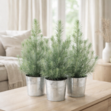 Pinus Pinea 'Silver Crest + Pot Zinc - 3 pièces - Ø17cm - ↕45cm en situation
