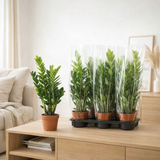 Zamioculcas 14 cm - Ø14cm - ↕65cm en situation