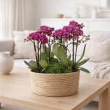 Bouquet d'orchidées violettes et plantes vertes en panier 35 cm en situation