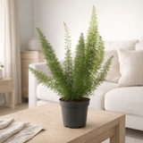 Asperges Meyeri - Ø12cm - ↕35cm en situation