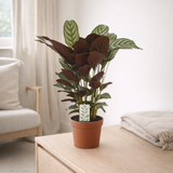 Calathéa Compactstar en pot 12 cm en situation
