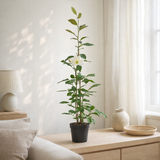 Michelia Fairy Magnolia Cream - Ø19cm - ↕70cm en situation