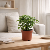 Ficus Benjamina Kinky - Ø12cm - ↕20cm en situation