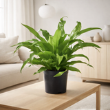 Asplenium Old - Ø1117cm - ↕45cm en situation
