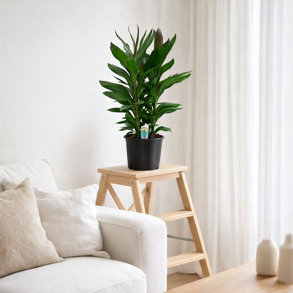 Cordyline Glauca - Ø19cm - ↕60cm en situation