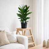 Cordyline Glauca - Ø19cm - ↕60cm en situation