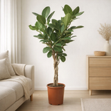 Ficus benghalensis - Ø27 ↕120 en situation