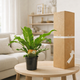 Begonia Nest - Ø117cm - ↕60cm en situation