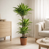 Dracaena Lemon Lime - Ø21 ↕105 en situation