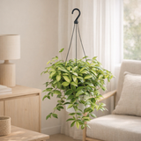 Tradescantia Yellow Hill en pot Ø17 cm en situation