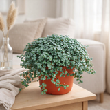 Pilea glauca - Ø11cm - ↕15cm en situation