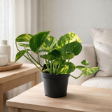Promo - SCINDAPSUS (Epipremnum) Orange - Ø12cm - ↕25cm en situation