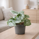 Philodendron Picture d'escalade Trebie - Ø12cm - ↕22cm en situation