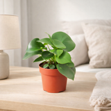 Peperomia Raindrop - Ø12cm - ↕20cm en situation