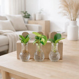 Mélanger les plantes de logement en verre Berlin - Ø7cm - ↕10cm en situation