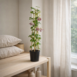 Clematis Cirrhosa 'Freckles' + Light Label - Ø17cm - ↕75cm en situation