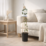 Clematis 'Sylvia Denny' + Light Label - Ø17cm - ↕75cm en situation