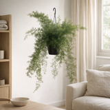 Asparagus densiflorus blanc 19 cm en situation