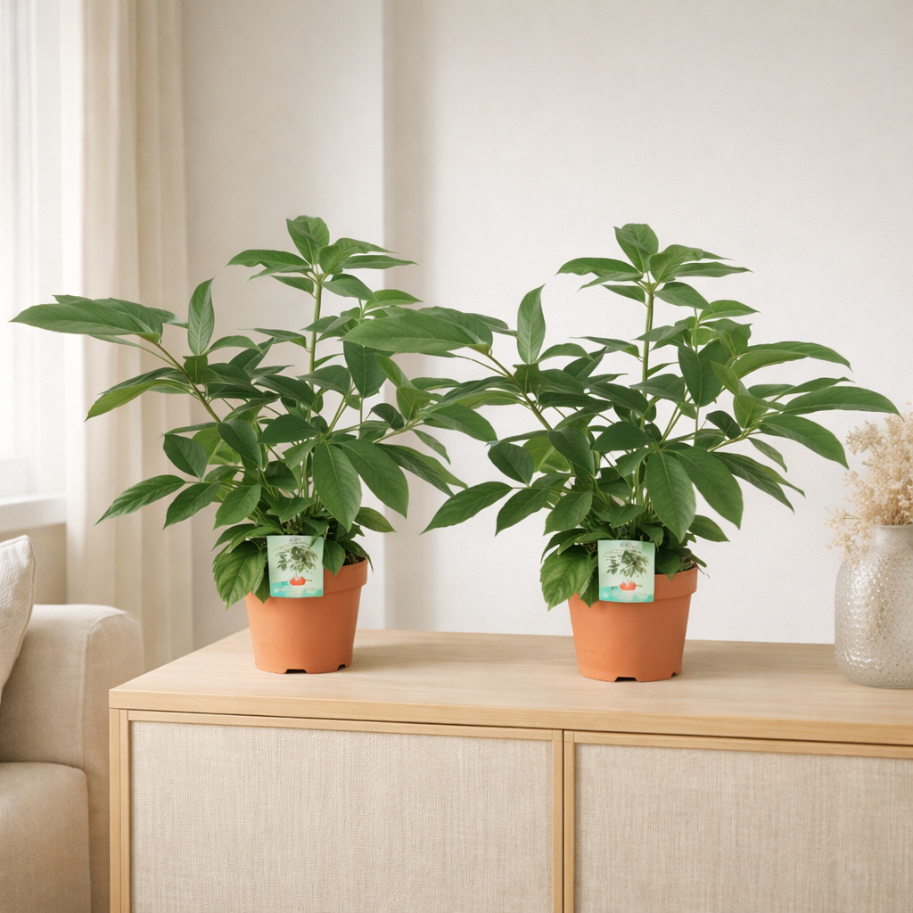 Schefflera Actinophylla - 2 pièces - Ø19cm - ↕75cm en situation