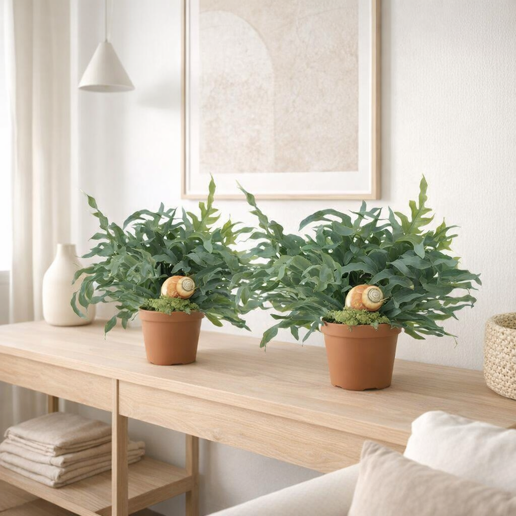 Lot de 2 plantes phlebodium bleu 17 et 60 cm en situation