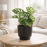 Monstera Monkey Leaf - Ø12cm - ↕30cm + potenza pot d13x11cm - noir en situation