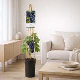 Vitis frankenthaler 17 cm en situation