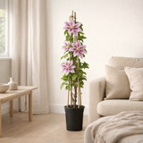 Clematis 'Peek' + Light Label - Ø17cm - ↕75cm en situation